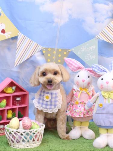 20240319ショコラくん